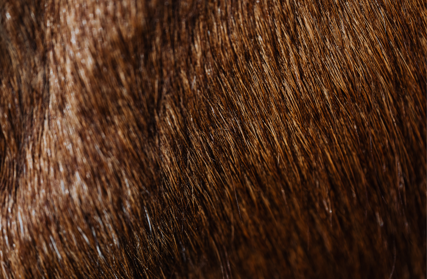 Hair Fiber Repair Why Visual Density Matters Just as Much During Recovery