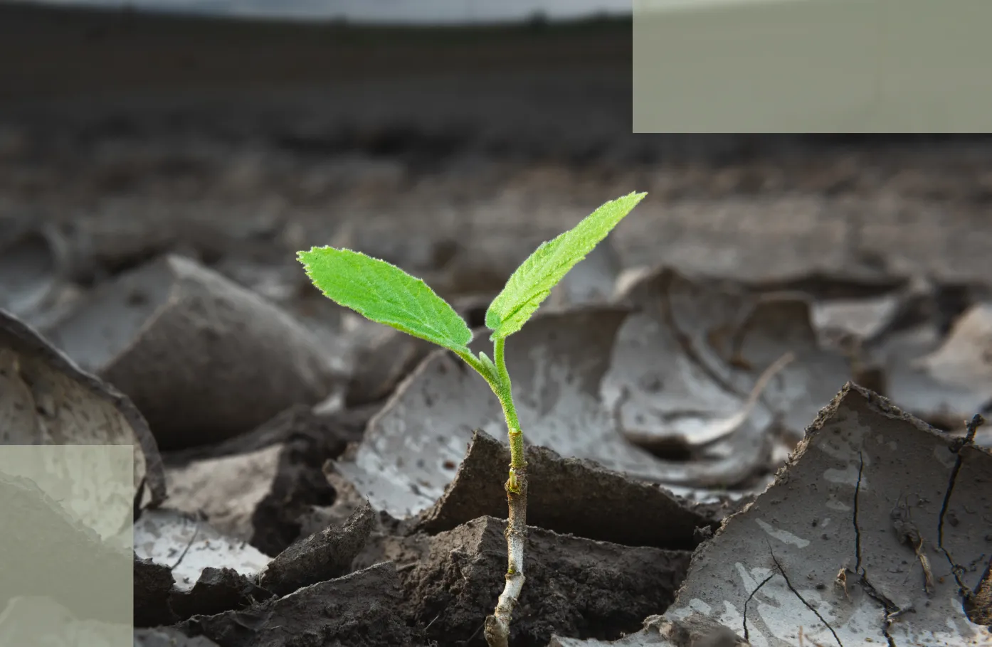 Step 5 of Stress Hair Loss Recovery Microcirculation & Energy Supply — Why Stable Scalp Conditions Keep New Hair Growing