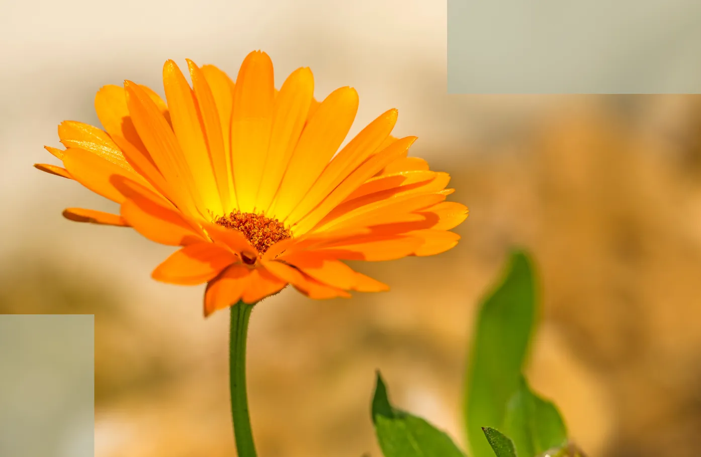 Stress Hair Loss Recovery Mechanism-by-Mechanism Timeline Explained