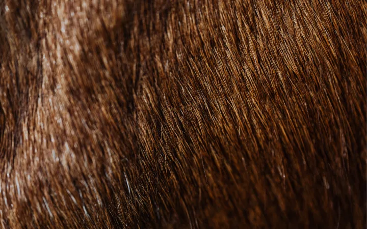 Hair Fiber Repair Why Visual Density Matters Just as Much During Recovery