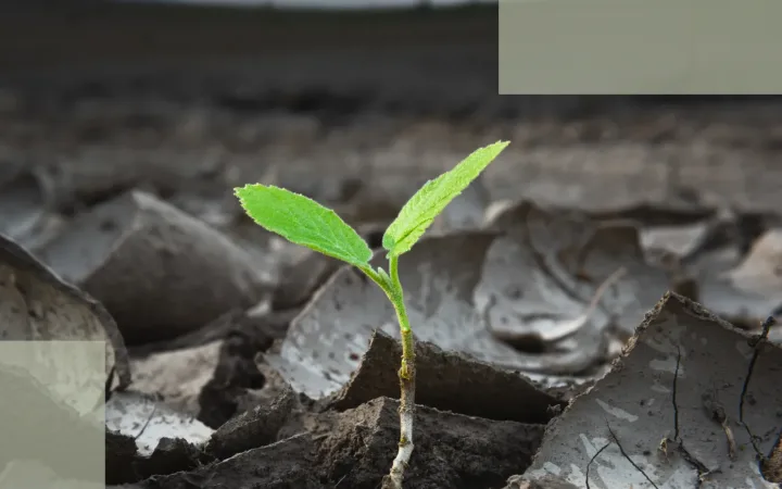 Step 5 of Stress Hair Loss Recovery Microcirculation & Energy Supply — Why Stable Scalp Conditions Keep New Hair Growing