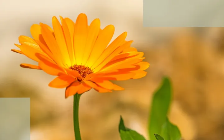 Stress Hair Loss Recovery Mechanism-by-Mechanism Timeline Explained